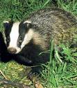 The Badger - A badger has a black and white head; it's head is elongated and he has a snout-like nose.
