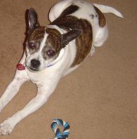 Cookie - rare time when she sits still for the camera!