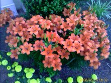 Tiger Lilies - More and more beautiful every year!