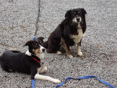 my dogs - millie and brandy posing for the camera