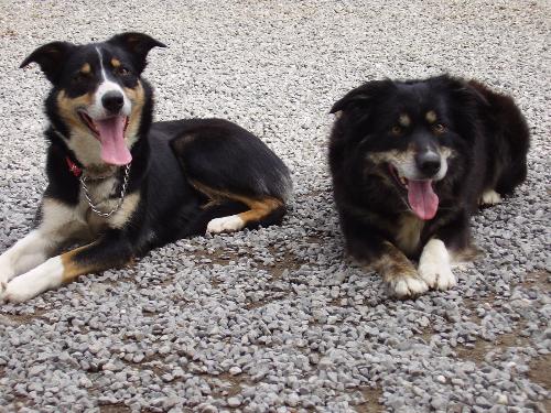dogs - my dogs again!!