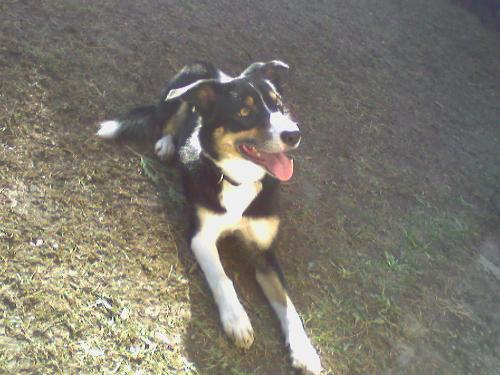 millie - millie moose after being for a long walk