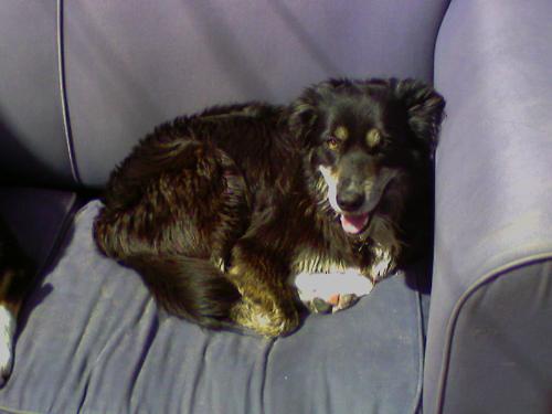 brandy - brandy sunbathing on her sofa!