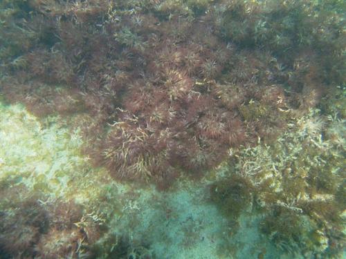 Red Algae Bloom - 3 years ago a reef existed where Red Algae grows.