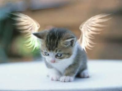 kutekity - the cutest kity i have ever seen and the unique thin about it is she iz an angel..!!
