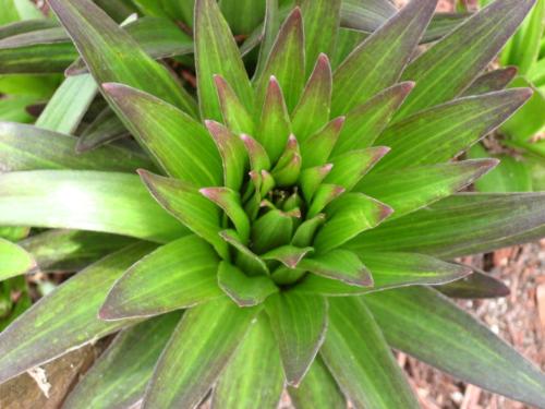 Purple edges? - Is this typical or not? Purple edges? - Is this typical or not?