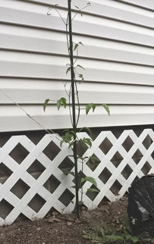 Getting Huge Finally - My Violet Clematis had a growth spurt after a rainstorm. Getting Huge Finally - My Violet Clematis had a growth spurt after a rainstorm.