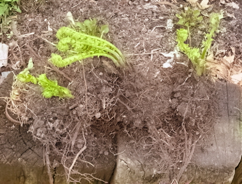 Ferns - Dug up to give to my daughter Ferns - Dug up to give to my daughter