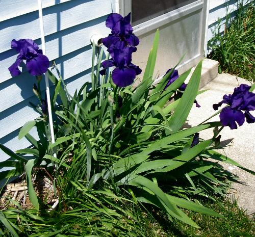 My Garden - These are flowers and flowering bushes from my garden. Later on I will be adding my vegetables and herbs.
