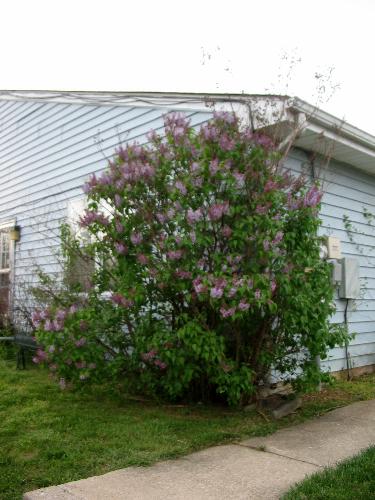 LiLac bush - This bush is on the right side of my apt. behind it and hard to see yet, cause it's not bloomed out yet is a crape myrtle tree.