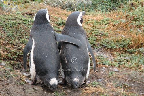 Friends - Photo of Magellanic Penguins taken near Punta Arenas, Chili