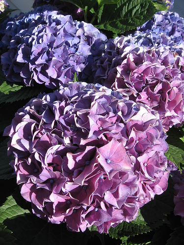 Flowers... - Flowers...