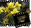 Flowers - I love flowers.