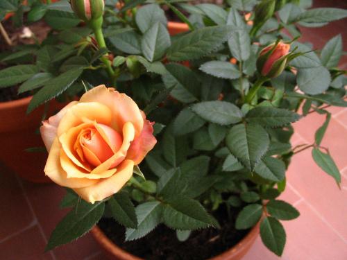 Rosier Forever 10cm - My first rose bush since arriving in Switzerland - I bought this at the local store for 5.60 CHF. It's a soft peach-orange colour with a slight yellow tinge around the edges.