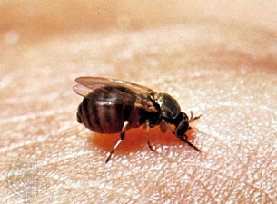 Black Fly - This is a picture of an evil little balck fly biting a person.