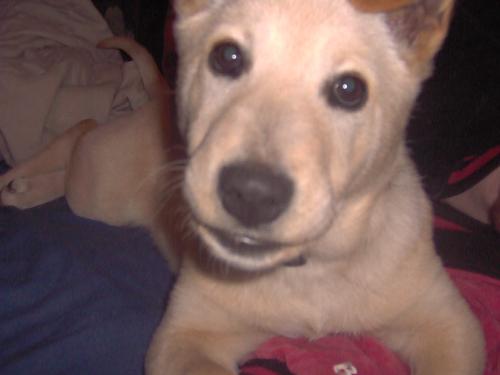Puppy saying 'What?' - Cute pup that I had found a home for after finding it on the streets.