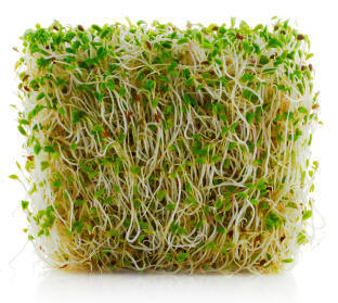 Sprouting! - alfalfa sprouts Sprouting! - alfalfa sprouts