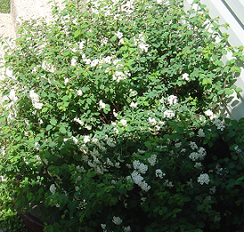 Unknown Flowering Bush - I&#039;d like more of these, if I just knew what it was called!