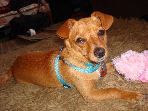 our baby ROXYLU - this is my dog, she is a chi-weenie...half chihuahua and half dachshund.. the smartest mos Lovey dog in the World!