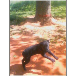 My Lab Puppy Homer - He is so exciteable :)