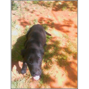 My Lab Puppy Mr. Bojangles - I call 'em Bo-He's & Homer are brothers-about 18 weeks old in this picture
