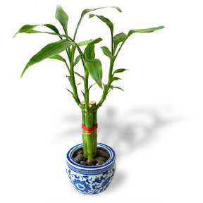 bamboo plant - please I need to know how to repot it