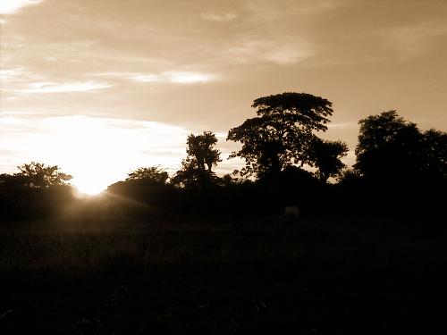 dusk - sepia effect i used my nokia 7373 to capture this.