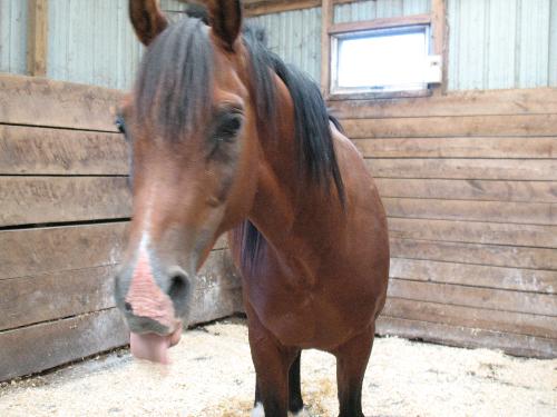 No, thanks. - Here's Nonsuch Padron again, the famous Arabian Stallion. Apparently he didn't like the look of me without a treat.