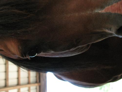 Eye Shot - What a beauty! Once again, it's Nonsuch Padron, the famous Arabian stallion that I was lucky enough to see every day at the barn I went to.