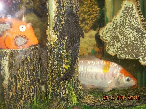 pet fish - my aquarium