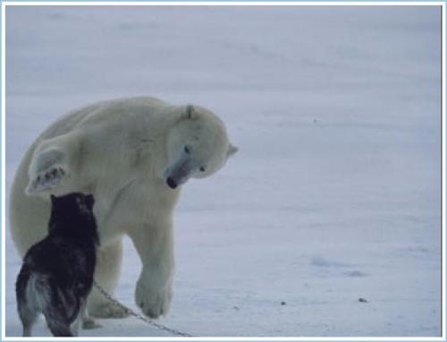 Polar Bear and dog - polar bear playing with dog