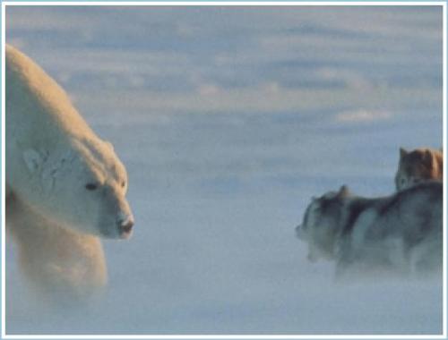 Polar Bear approaches  - Polar bear approaching dogs in Hudson Bay