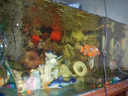 aquarium fish - fresh water fish