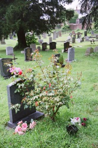 rose bush on a grave - I'd like to plant my mother's favorite flower, the rose, on her grave this year since everyone else is going south.