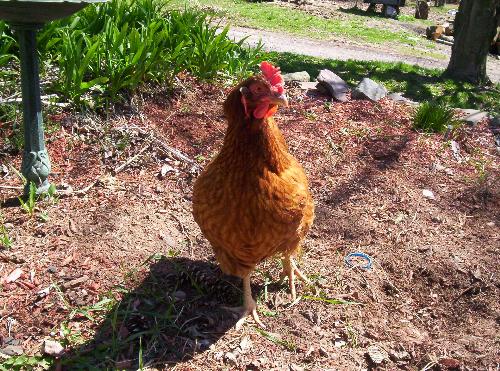 Goldylocks - This is a picture of Goldylocks chicken. She is a two year old Rhode Island Red.  She lays one egg a day.  She lives in a little shed with several perches and free ranges all day where ever she pleases.  She is amusing and comes running when ever she thinks a treat might be involved.