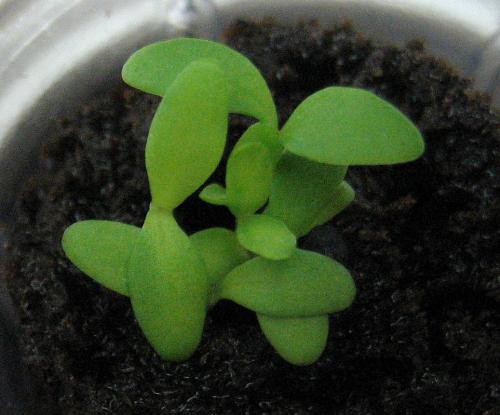 4-day old Dianthus in My AeroGarden - Can you believe the plant got this big when we only planted the seeds 4 days ago? I love this computerized flower pot.