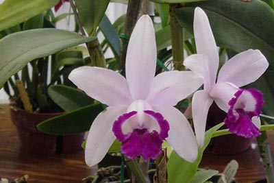 Cattleya Orchids - Exotic fragrance.