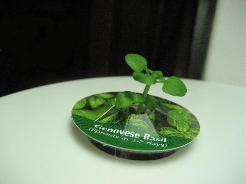 My Basil is Now Almost 6 Days Old - Is that incredible or what? Soon we will be eating Pesto!