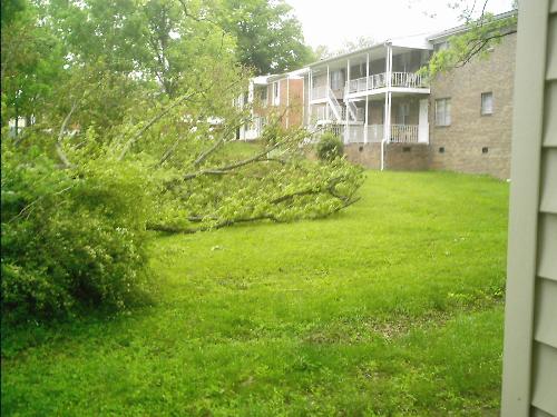 Oak tree - An oak tree blown down by the winds