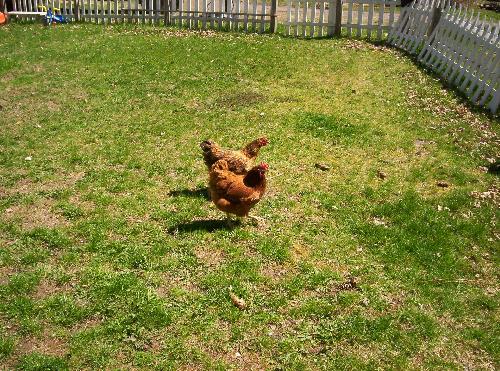 Goldylocks and Pecky - This picture shows Goldylocks and Pecky chickens free ranging in the yard.  They are content to peck at the grass and route under leaves for bugs and other delacacies.  Every night at dusk they return to their perches in the barn where they are safe from attack of predators.