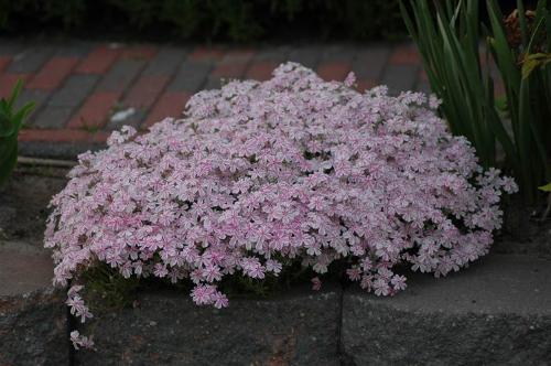 Phlox - this is one of my Phlox collections..