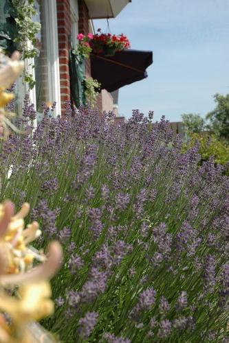 Lavender - Lavender in my backyard
