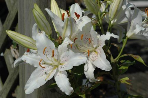 White Lily - one of Lily collections