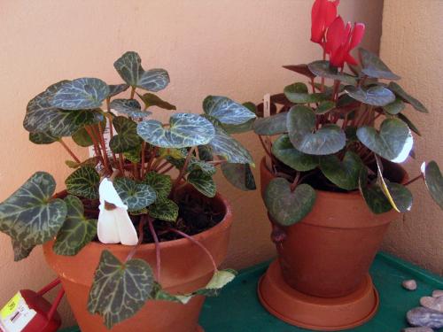 My cyclamens - My cyclamens - the temperamental white one and the more stable red one with its blooms and seed pod.