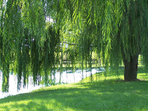 weeping willow - a weeping willow.