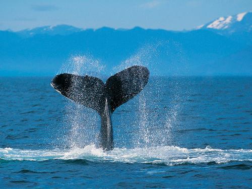 humpback whale - men in trees - bearing sea???