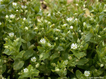 Chickweeds - Chickweeds are also known as the plants which sleep in the night. As the twilight falls their leaves fold one upon the other and go to sleep.  These leaves are like Spinach, tastes good in salads and in ordinary cooking. They are very nutritious and healthy full of vitamins and minerals.  The whole plant is used in alternative medicine as an astringent, carminative, demulcent, diuretic, expectorant, laxative, refrigerant, vulnerary. A decoction of the whole plant is taken internally as a post-partum depurative, emmenagogue, galactogogue and circulatory tonic. It is also used to relieve constipation, an infusion of the dried herb is used in coughs and hoarseness, and is beneficial in the treatment of kidney complaints. as an astringent, carminative, demulcent, diuretic, expectorant, laxative, refrigerant, vulnerary. A decoction of the whole plant is taken internally as a post-partum depurative, emmenagogue, galactogogue and circulatory tonic. It is also used to relieve constipation, an infusion of the dried herb is used in coughs and hoarseness, and is beneficial in the treatment of kidney complaints. New research indicates it's use as an effective antihistamine There are lots more to these weeds. Please visit the site  http://www.altnature.com/gallery/chickweed.htm   for more info about them.