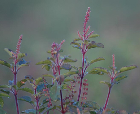 Tulsi or Holy Basil - Tulsi (Ocimum sanctum), the Queen of Herbs as it is called in India, is also known as Holy Basil, is a different plant from the pesto variety of Basil (Ocimum basilicum). Both the varieties of tulsi plant are well known for the medicinal properties.  Tulsi is rich in anti oxidants and renowned for its restorative powers, Tulsi has several benefits:   * Relieves stress / adaptogen  * Bolsters immunity  * Enhances stamina  * Provides support during cold season  * Promotes healthy metabolism  * A natural immuno-modulator  If you like to know more about the excellant medicinal properties of this plant please visit the sites,  http://www.organicindia.com/tulsi-facts.php http://en.wikipedia.org/wiki/Ocimum_tenuiflorum http://www.ecoindia.com/flora/trees/tulsi-plant.html