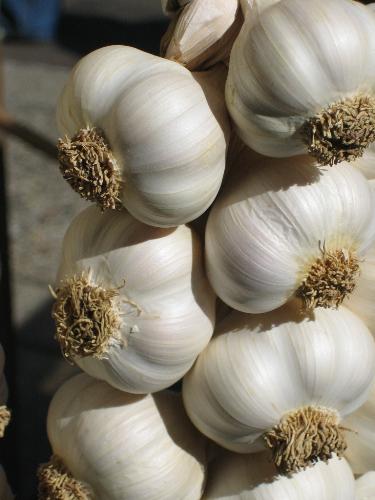 Garlic - This is a picture of some garlic. I've heard that eating garlic helps keep biting flies away from you.