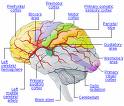 brain - brain damaging habits